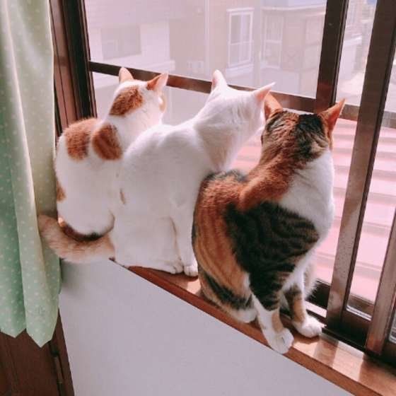 窓の外を見る3匹の猫