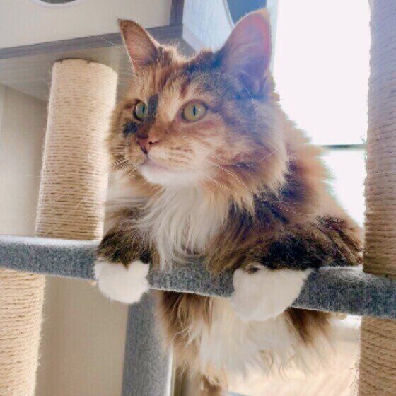 くつろぐノルウェージアンフォレストキャット