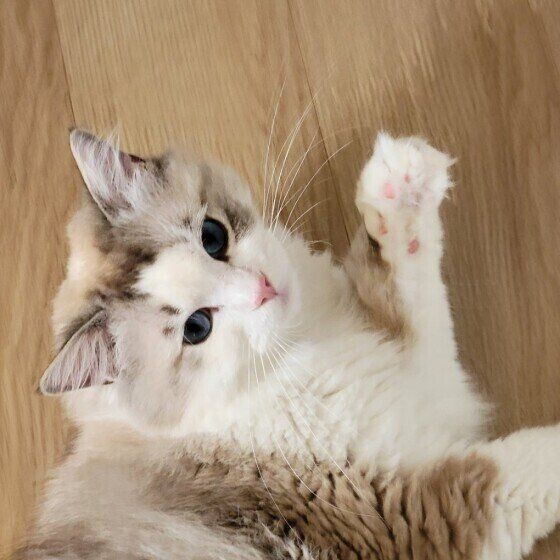 ラグドールのミーくん♪