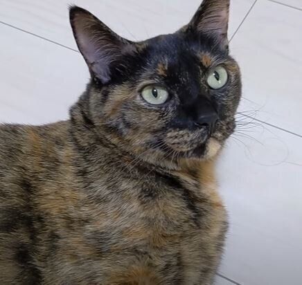 ねこ　モモちゃん