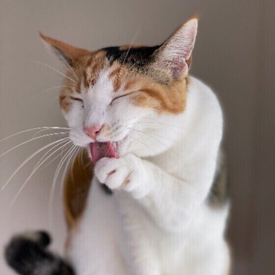 Mix（ミケ）のつばきちゃん♪