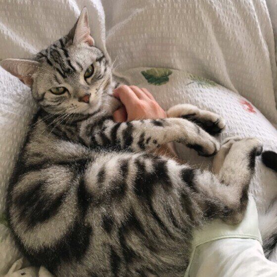 添い寝するアメリカンショートヘア