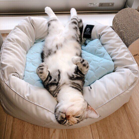 眠るアメリカンショートヘア