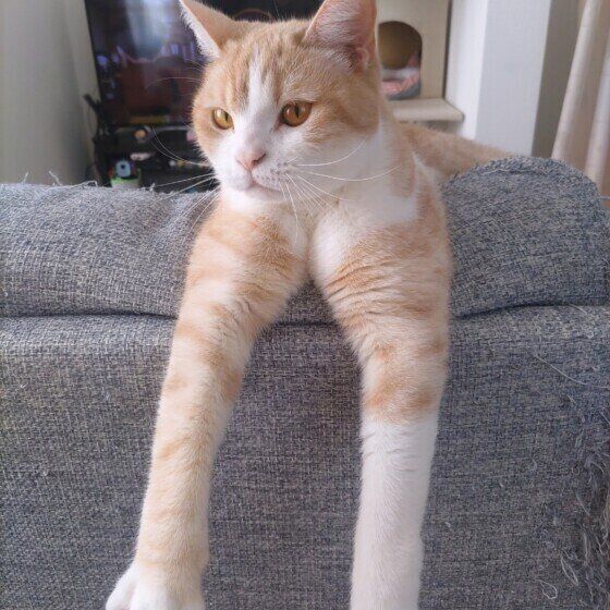 マンチカンのおちびくん