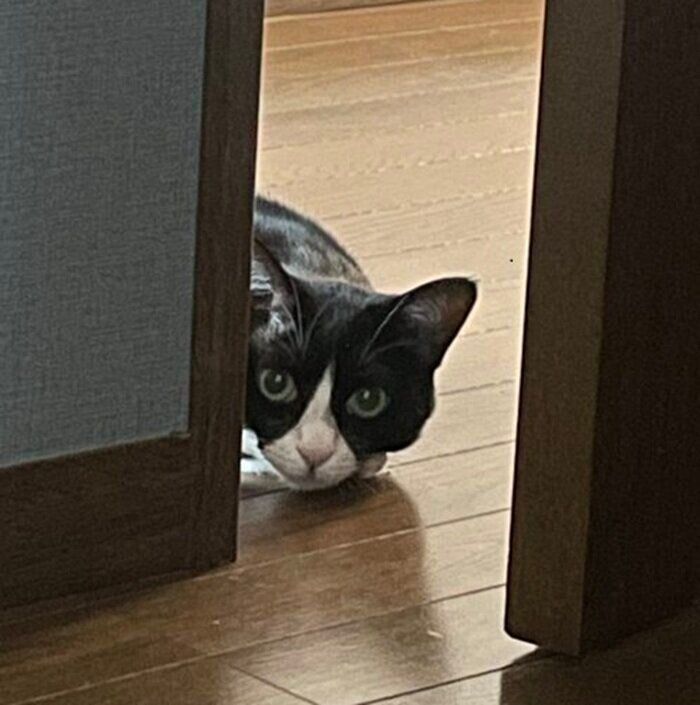 ドアの隙間から見つめる梅ちゃん