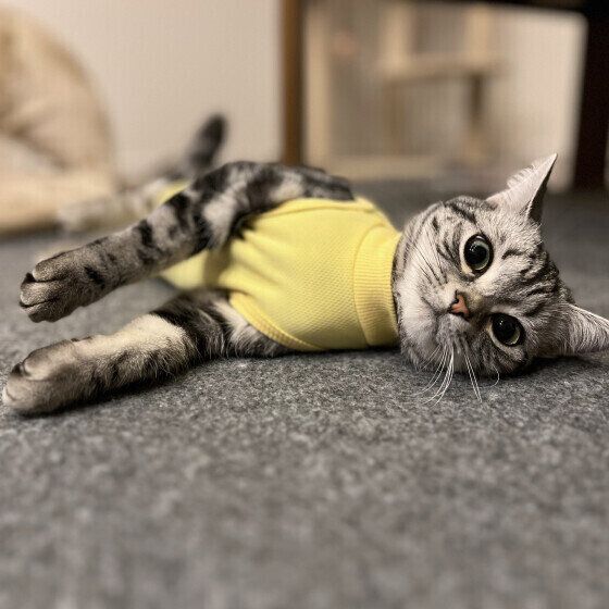 アメリカンショートヘアのうたちゃん