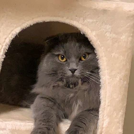 ベッドに入るスコティッシュフォールド