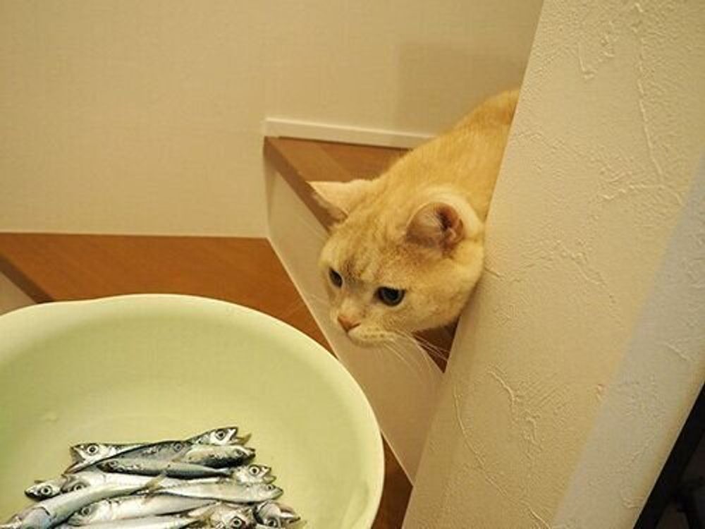釣ってきた新鮮な魚を食べる猫の楽しみ あげる飼い主の楽しみ 連載 マンチカンのぷーちゃん 198 ねこのきもちweb Magazine 釣ってきた新鮮な魚を食べる猫の楽しみ あげる飼い主の楽しみ 連載 マンチカンのぷーちゃん 198 ねこのきもちweb Magazine
