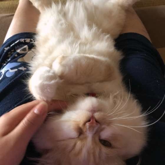 仰向けになってウィンクする猫