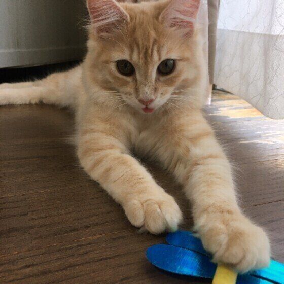 ノルウェージャンフォレスト 杏ちゃん