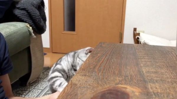 コインで遊ぶアメリカンショートヘア