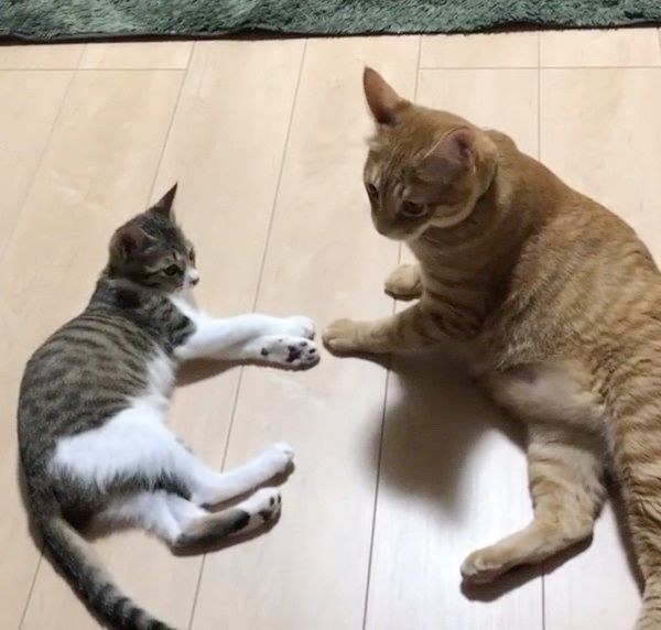 突然電池が切れる猫