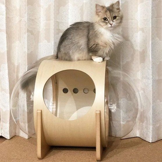 宇宙船アルファの上に乗る猫
