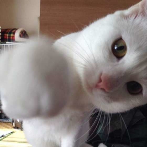 パンチするフクちゃん