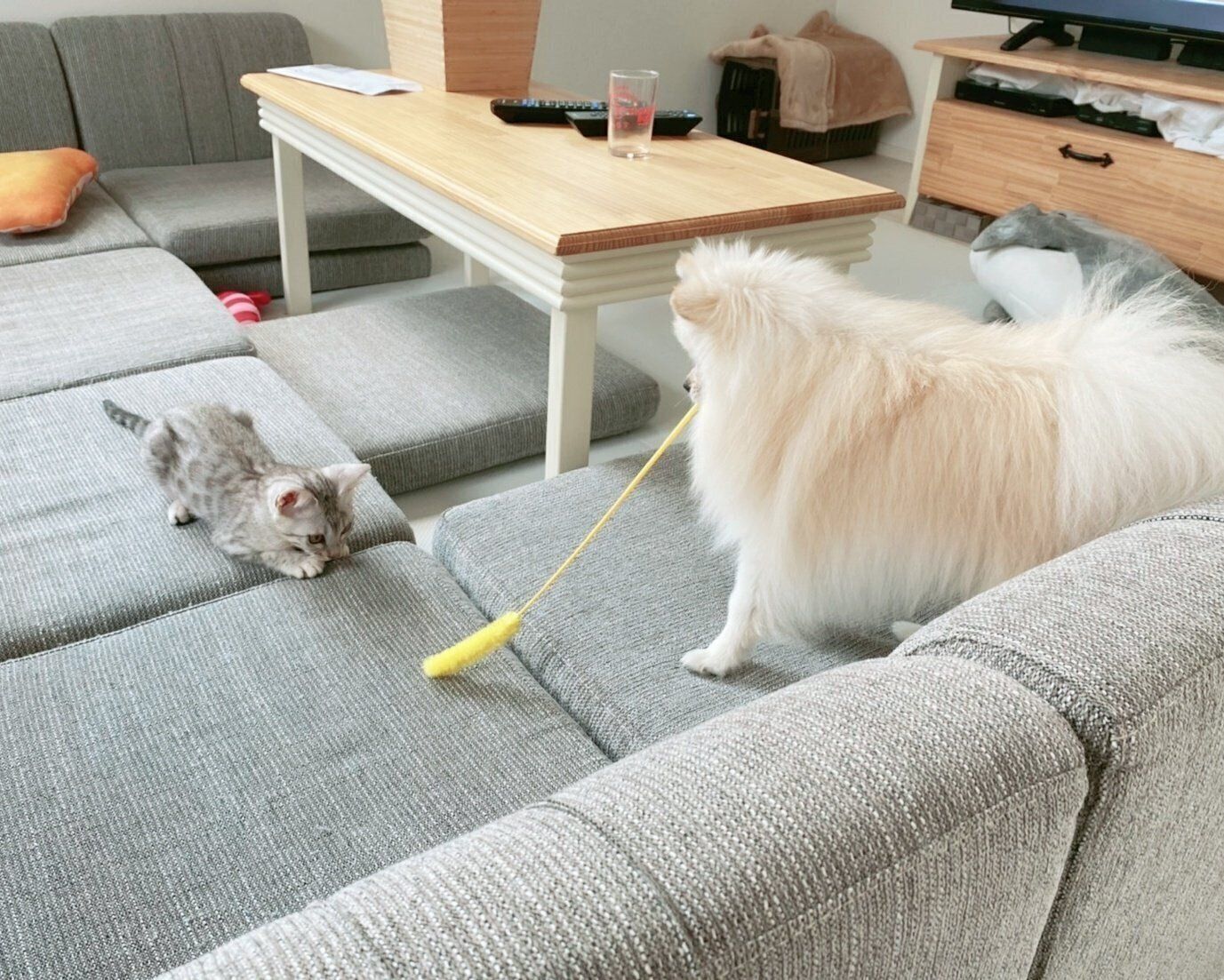 こめたくんに遊んでもらううにちゃん