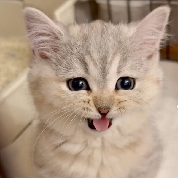 “おしゃべり”なももちゃん