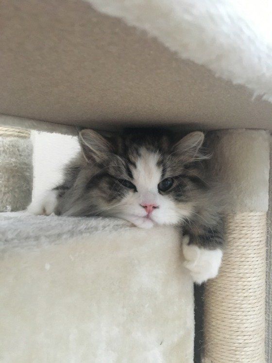 ラガマフィンのマフィンくん