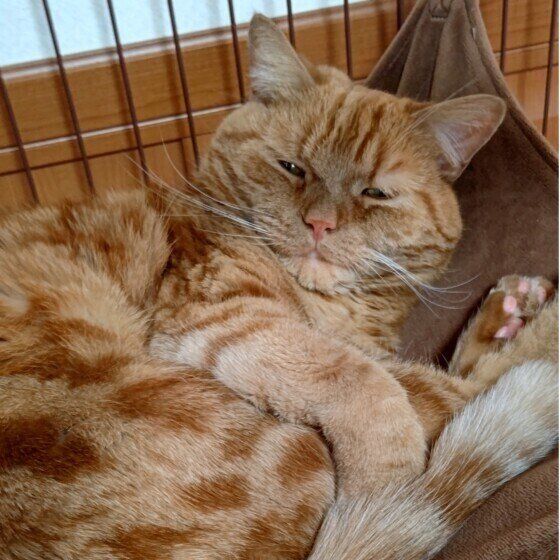 眠そうなアメリカンショートヘア