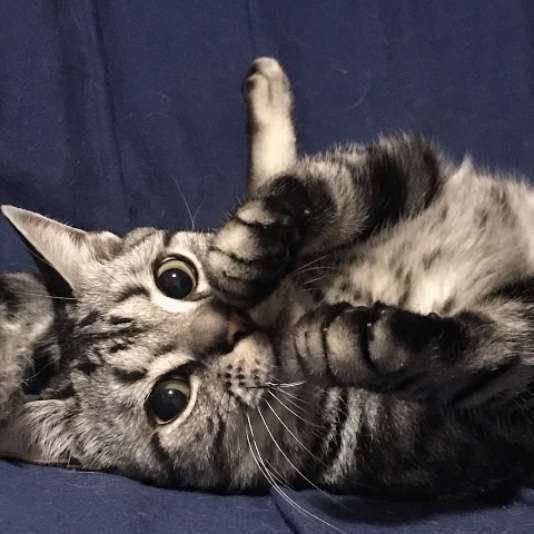 くつろぐアメリカンショートヘア