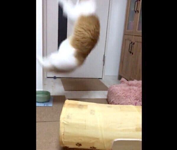 ダイナミックなジャンプをするちのさん