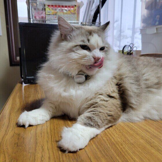 ラグドールのミーちゃん