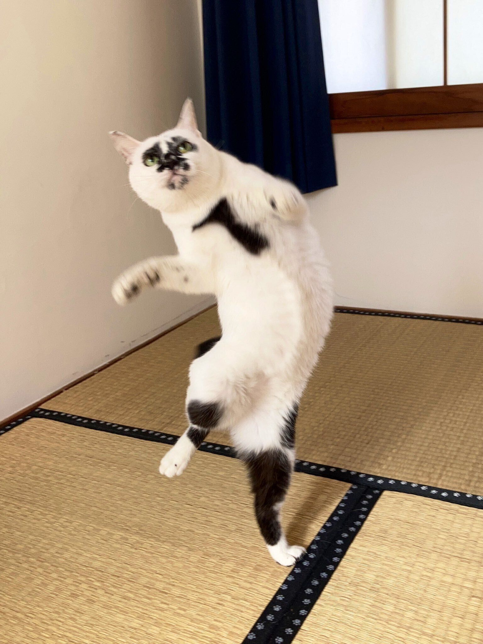 猫又感がすごいミチルちゃん