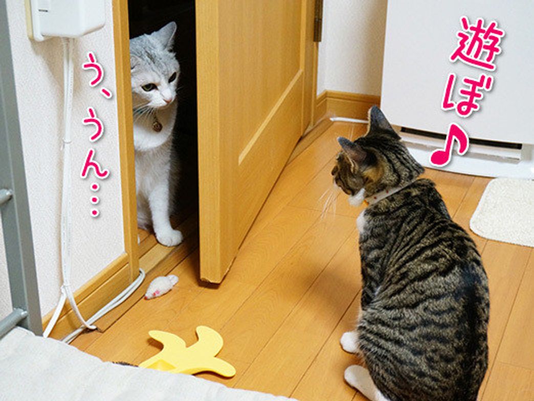 うに もも てんの気になる関係 本日もねこ晴れなりvol 30 ねこのきもちweb Magazine うに もも てんの気になる関係 本日もねこ晴れなりvol 30 ねこのきもちweb Magazine