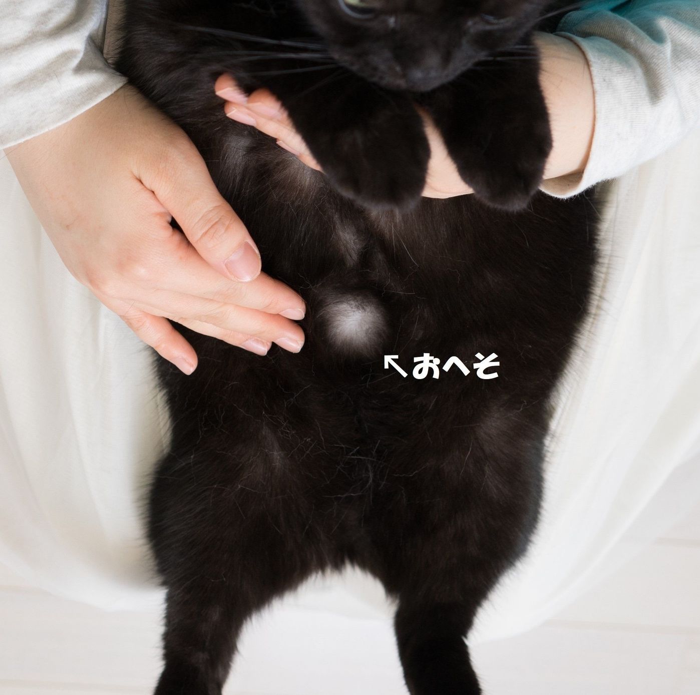 愛猫がよりよいウンチを出すためのマッサージを伝授 ねこのきもちweb Magazine 愛猫がよりよいウンチを出すためのマッサージを伝授 ねこのきもちweb Magazine