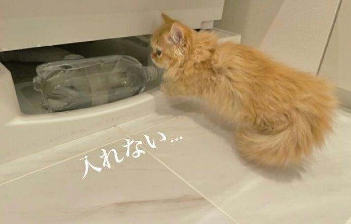 洗濯機の下に入ろうとするうなちゃん