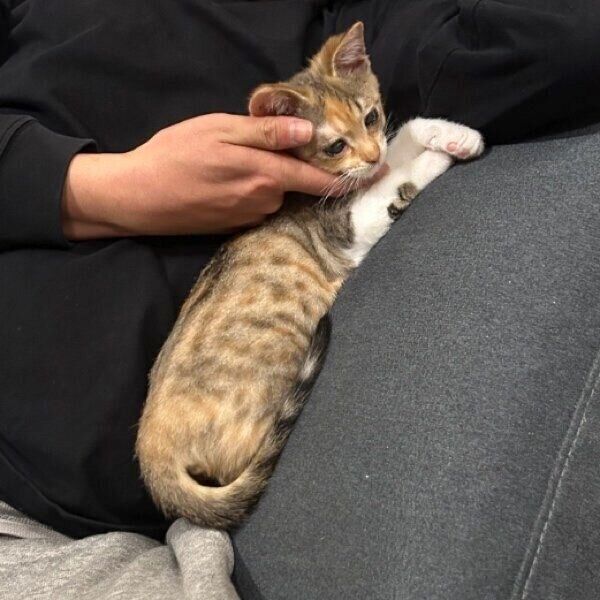 パパさんになでられる“愛されガール”のポテトちゃん