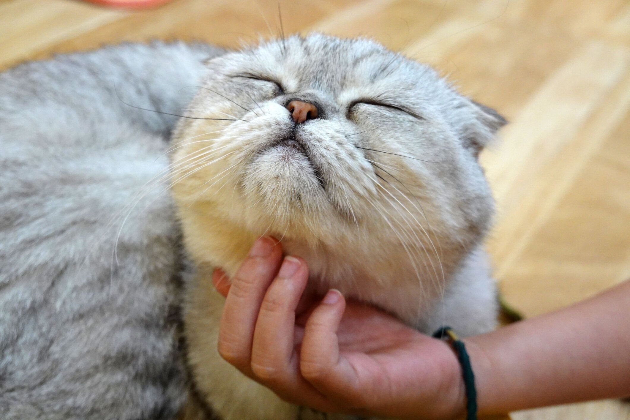 あごをかかれる猫