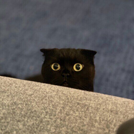 スコティッシュフォールドのはなちゃん