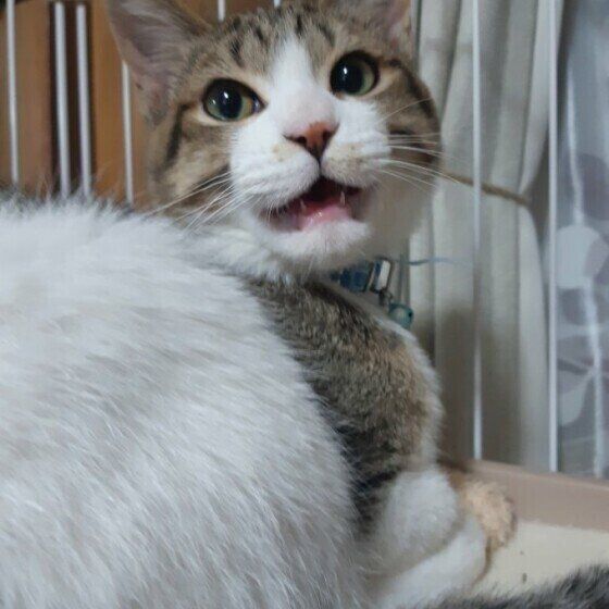 虎太郎ちゃん（MIX）