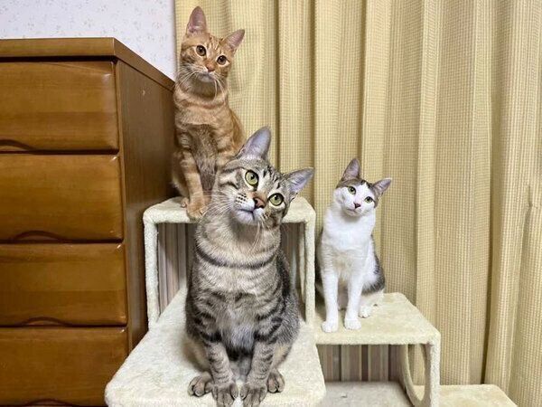 おこめちゃん、おはぎくん、おもちくん