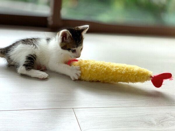 おもちゃの「えび天」で遊ぶセロイくん