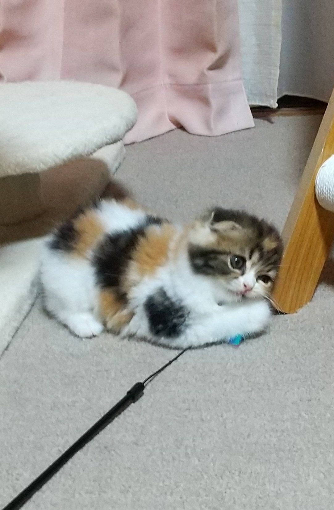 生後2カ月のスコティッシュフォールド