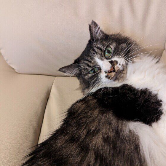 黒白のチョビちゃん