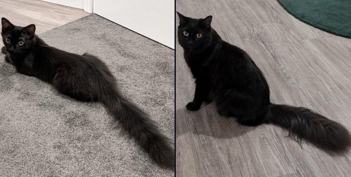 モアちゃんの成長ビフォーアフター