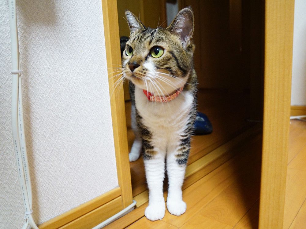 ドアを開けるてんちゃん