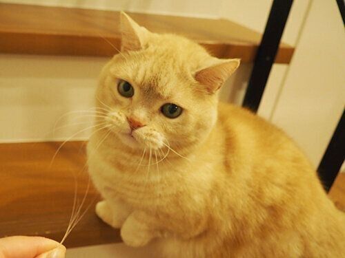 猫のヒゲ どうしてる 大事な物の保管場所 連載 マンチカンのぷーちゃん 190 ねこのきもちweb Magazine