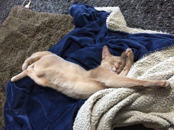 眠るアビシニアン