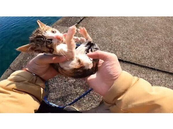 保護当時のうみちゃん