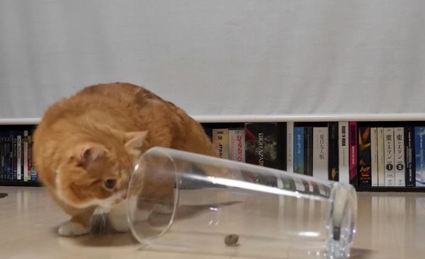 足が短くて飼い主さんに助けを求めるマンチカン