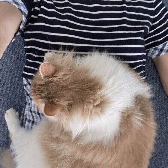猫がいつのまにかそっとそばにいる。飼い主さん寄ってくる猫の