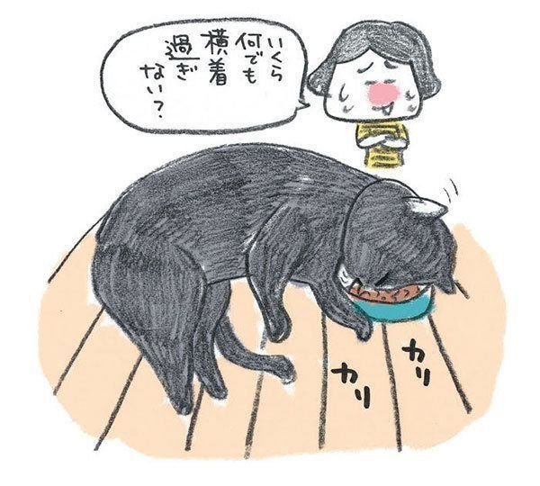 横になったまま、顔を上げて食事する猫