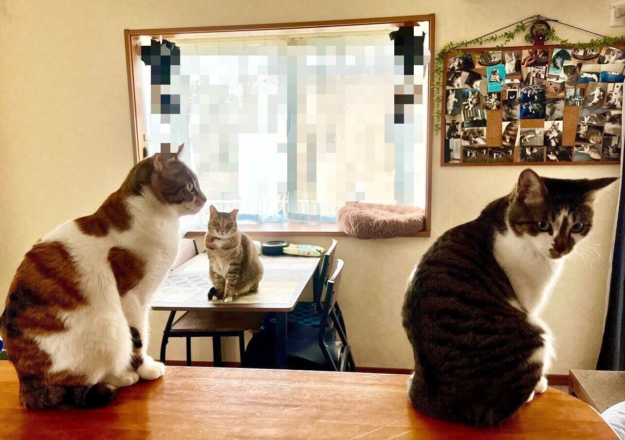 一緒に暮らすくるみちゃんとルビーちゃんとさくらちゃん