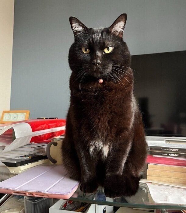 見つめてくるナッツくん