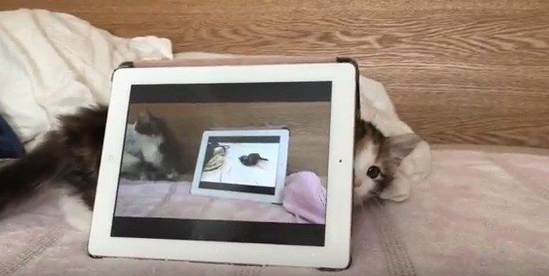 子猫　ライカちゃん