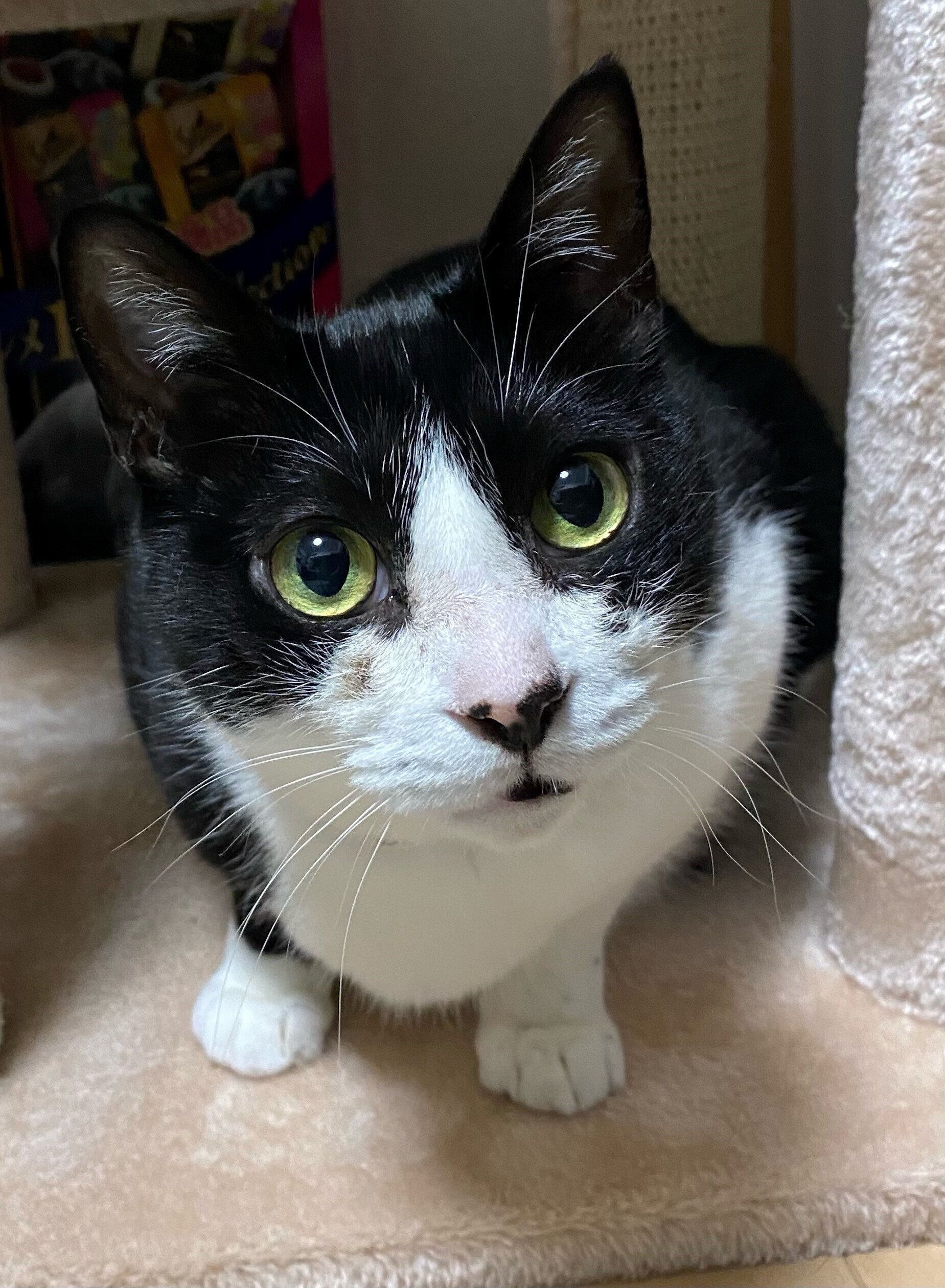 画像／飼い主さん提供（ねこのきもち編集室）