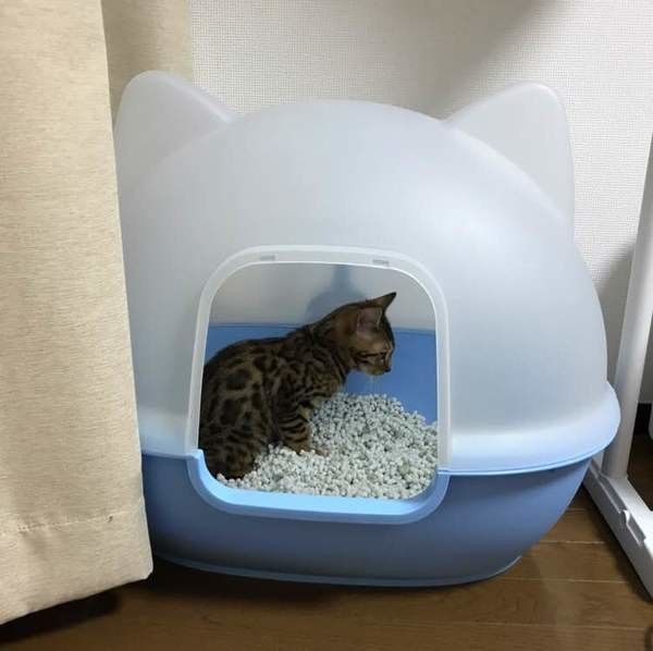 トイレ中の子猫